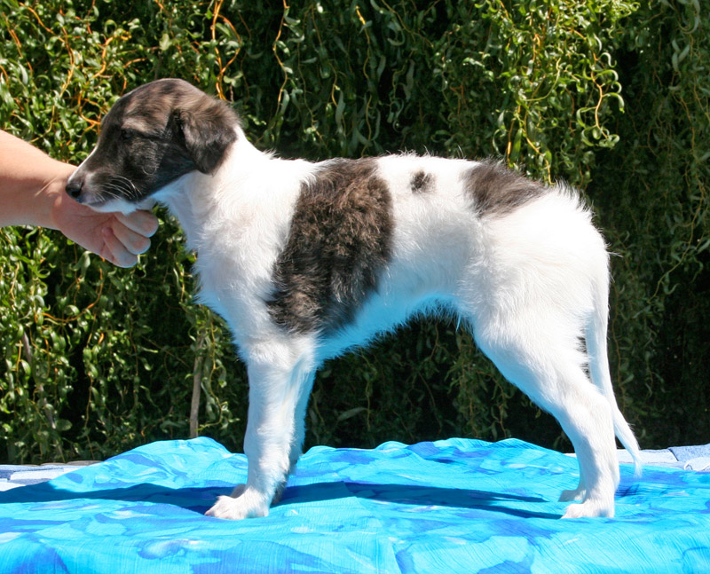 Surf Spots - Boy 2 Left